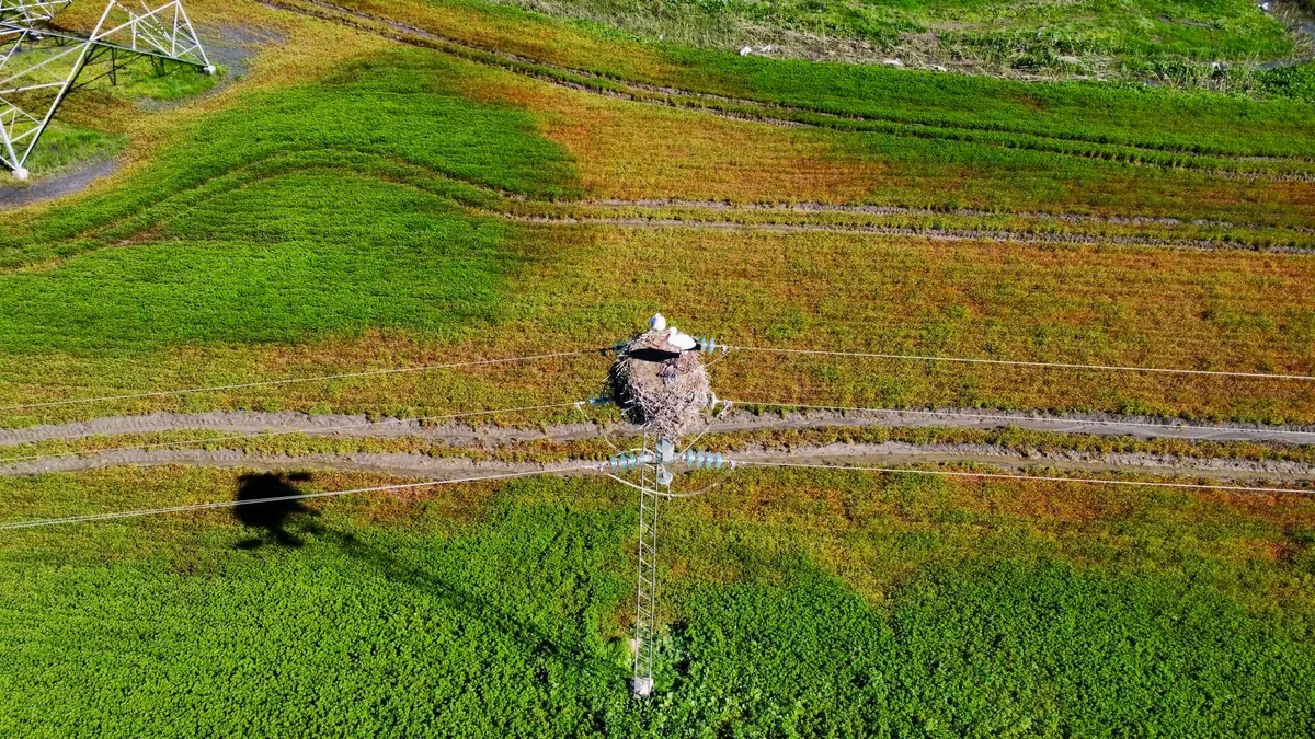 Acoustic Monitoring for Moorland Birds: A Beginner's Setup Guide